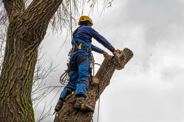 How Our Tree Care Process Works  in  Tehachapi, CA