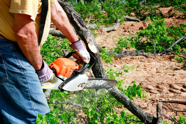 Professional  Tree Services in Tehachapi, CA